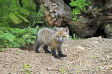 Young Red Fox before his burrow in spring - Minnesota USA