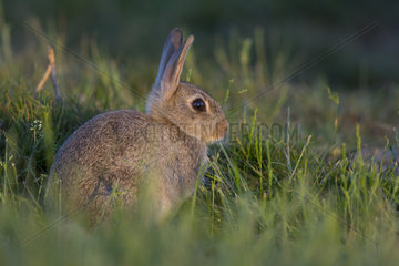 Rabbit in a meadow at sunset at spring - GB