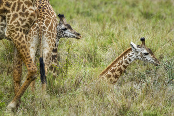 Masai giraffe and her youngs in the bush - Masai Mara Kenya