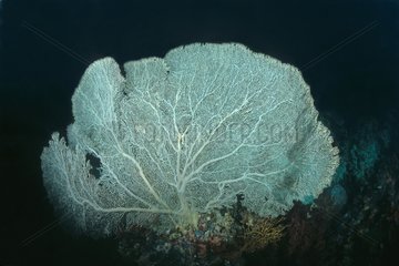 WeiÃŸer Gorgonian im tiefen Wasser Malaysia