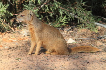 Yellow mongoose (Cynictis penicillata) sitting  Southern Africa