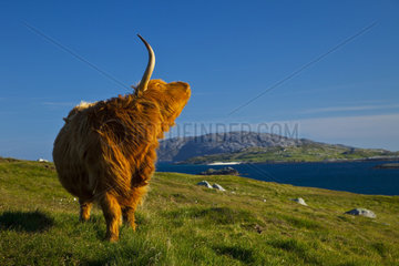 Highland cow and Greineam island - Lewis island Scotland