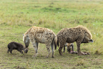 Spotted Hyena females and youngs at den - Masai Mara Kenya