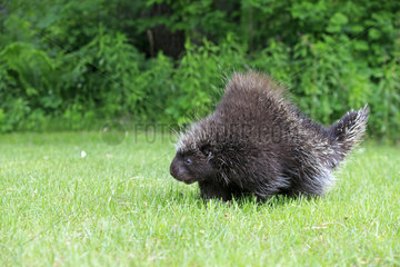 North American porcupine in grass - Minnesota USA