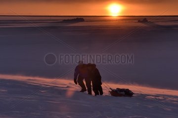 Hunters pulling bear meat in a sledge. Igterajivit district in February  eastern Greenland