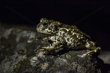 Natterjack Toad female at night - Guadarrama Spain