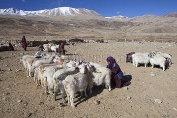 Goats Pashmina milking  Surroundings of Korzok  Leh  Ladakh  Himalaya  India