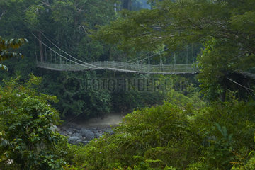 bridge in forest  Danum valley  Ssabah  Borneo  Malaisie