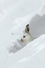 Mountain hare (Lepus timidus) in winter coat at the snow shelter  Alps  Switzerland.