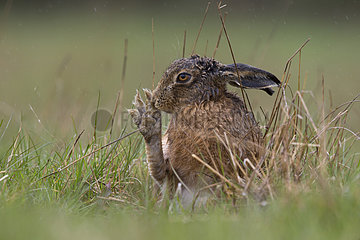 Brown Hare cleaning his foot in the rain at spring - GB