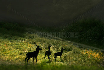 Red deers (Cervus elaphus) at edge of the forest in the morning.