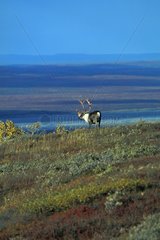 Caribou debout dans toundra dominant une vallée Alaska USA