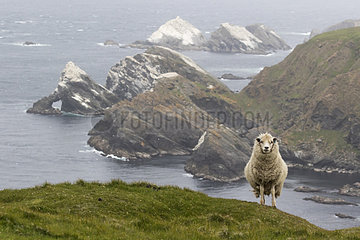 Sheep (Ovis aries) Sheep at Hermaness  Scotland  Shetland  Summer