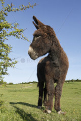 Donkey in a meadow - France Picardie