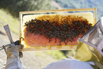 Black bees (Apis mellifera mellifera) on a honey frame in Corsica. There are six varieties of honey from Corsica: Printemps   Maquis de printemps   Miellat du maquis   Maquis d'ete   Chataigneraie and Maquis d'automne .