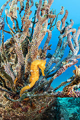 Pacific seahorse (Hippocampus ingens) Salvatierra wreck diving place  Los Islotes  Sea of Cortez  Baja California  Mexico  East Pacific Ocean