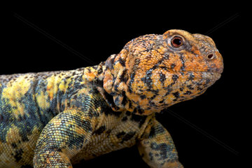 South Arabian Spiny-tailed Lizard (Uromastyx yemenensis)  Yemen