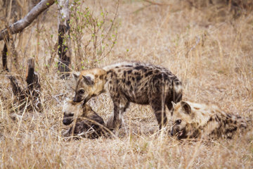 Spotted hyaena (Crocuta crocuta)  playing Kruger national park  South Africa