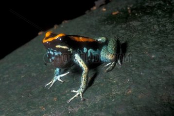 Dendrobate chantant Costa Rica