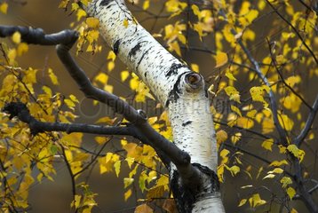 Birch in Autumn in the Ecrins National Park