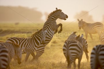 Grant's zebra rearing up Nakuru NP Kenya
