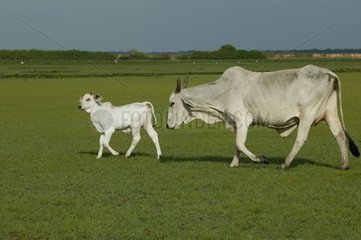 Kuh und sein Kalbs in einer Wiese venezolanischen Llanos