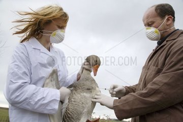 Vaccination d'une Oie contre le virus de la Grippe aviaire