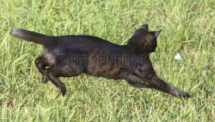 Schwarze Dachgassenkatze  die einen Schmetterling jagt
