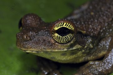 Portrait of Slender-legged Treefrog French Guiana