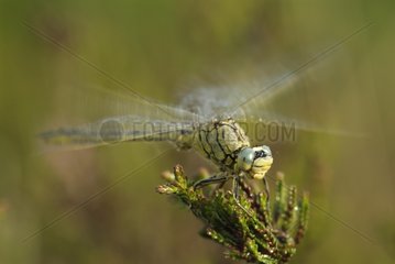 Emperor dragonfly drying its wings covered with dew France
