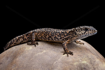 Roughneck alligator lizard (Barisia rudicollis)  Mexico