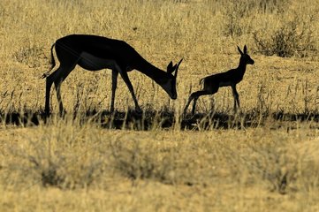 A mother Springbok (Antidorcas marsupialis) with her young in the Kalahari desert  Kgalagad Transfrontier Park  North Cape  South Africa