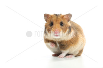 Domestic Golden Hamster (Mesocricetus auratus) on a white background.