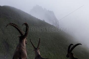 Group of alpine ibexes (capra ibex) grouped for the summer  in the fog  Chablais mountains  Alpes  France