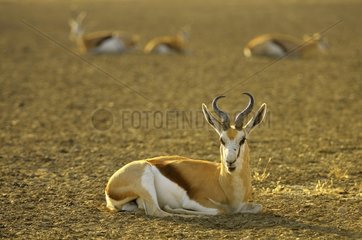 A small group of springboks (Antidorcas marsupialis) rest in the afternoon  Kgalagad Transfrontier Park  North Cape  South Africa