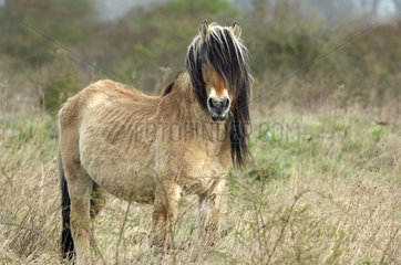 Henson horse (Equus caballus)  Bay of Somme  France