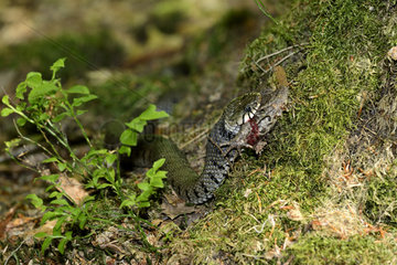 Grass snake capturing a Common Toad - France