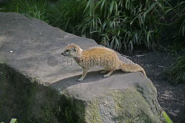 Gelbe Mongoose auf einem Felsen in Gefangenschaft