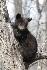Black Bear 4 months old cub climbing a tree to be secure