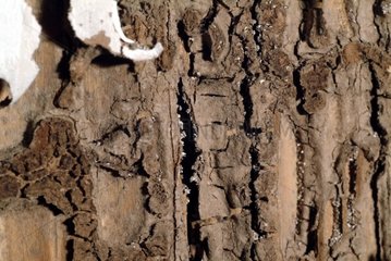 Damage undergoes by a dwelling of with the termites France