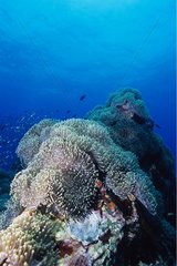 Prächtige Seeanemonen auf einem Korallenriff Thailand