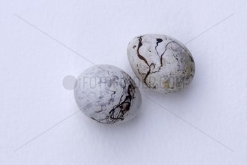 Portrait of two Reed Bunting eggs on a white background