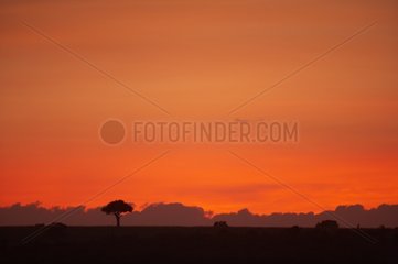 Sunset over the Masai Mara Reserve Kenya
