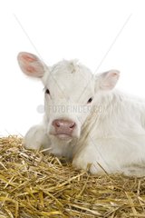 Portrait of a Charolais calf lying in the straw