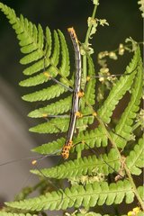 Female Peruvian Stick insect on Fern leaf