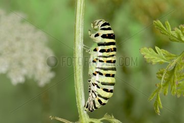 Caterpillar of Old world swallowtail on a stem molting