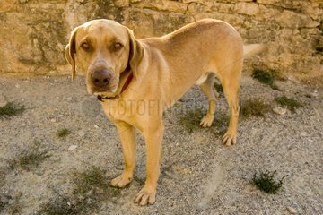 Hund Batard mit den gelben Augen Frankreich