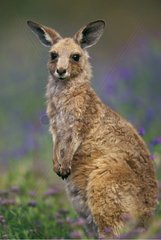 Portrait of Eastern Grey kangaroo Warrumbungle NP