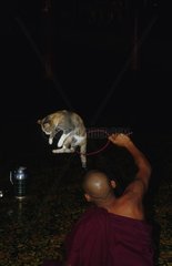 Chat de gouttière jouant avec un moine Birmanie