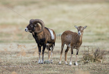 Mouflon (ovis ammon)  ram and ewe  Spain